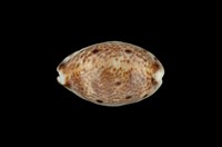 藏品(山貓寶螺)的圖片